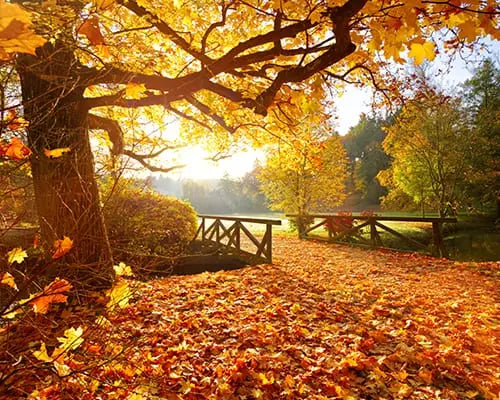 5 Nourishing Autumn Rituals