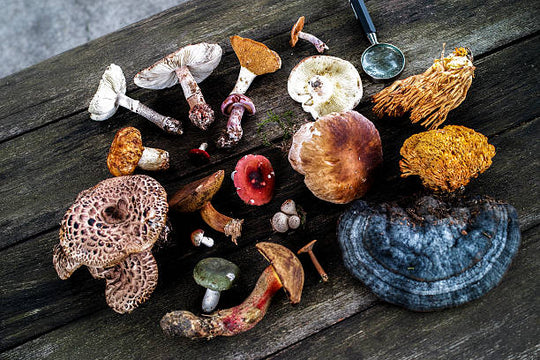 Medicinal Mushrooms for Winter